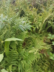 Athyrium filix-femina