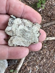 Lecanora hybocarpa
