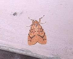 Barsine pseudoorientalis