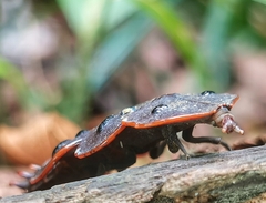 Platerodrilus ruficollis