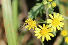 Sphaerophoria scripta