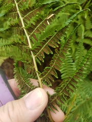 Athyrium filix-femina