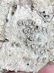 Lecanora hybocarpa