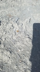 Dasymutilla coccineohirta