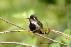 Stephanoxis loddigesii