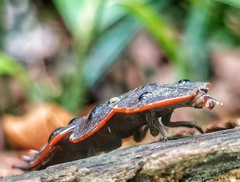 Platerodrilus ruficollis