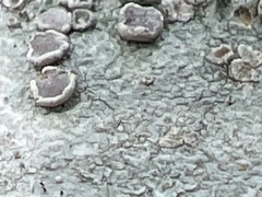 Lecanora hybocarpa