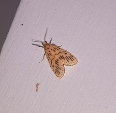 Miltochrista strigipennis