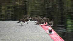 Arenaria melanocephala