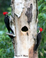 Dryocopus lineatus
