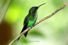 Thalurania glaucopis