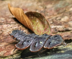 Platerodrilus ruficollis