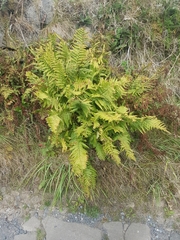 Dryopteris affinis cambrensis