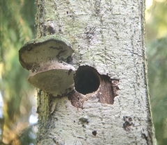 Dendrocopos major