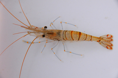 Palaemon serratus