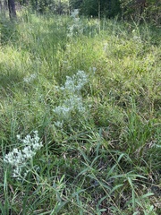 Eupatorium leucolepis