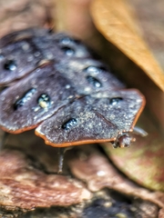 Platerodrilus ruficollis