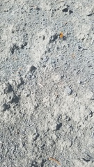 Dasymutilla coccineohirta