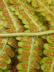 Dryopteris affinis cambrensis