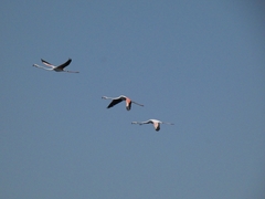 Phoenicopterus roseus