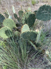 Opuntia lindheimeri