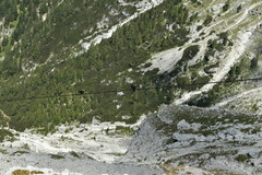 Pyrrhocorax graculus