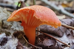 Hygrocybe miniata
