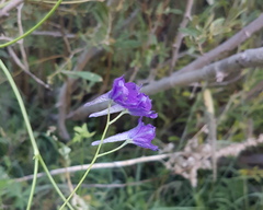 Delphinium
