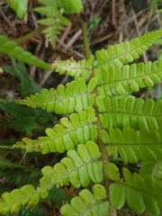 Dryopteris affinis cambrensis