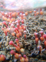 Crassula aphylla
