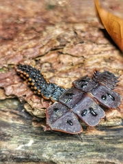 Platerodrilus ruficollis