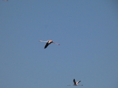 Phoenicopterus roseus