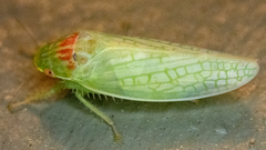 Gyponana octolineata