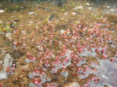 Crassula aphylla
