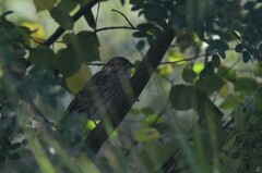 Emberiza leucocephalos