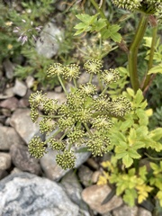 Angelica atropurpurea