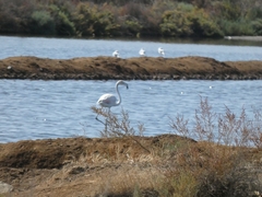 Phoenicopterus roseus