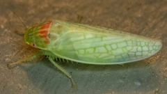 Gyponana octolineata