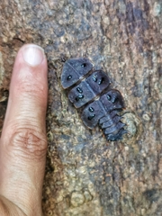 Platerodrilus ruficollis