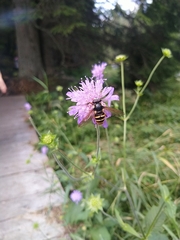 Sericomyia