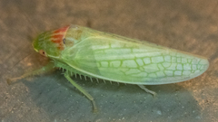 Gyponana octolineata
