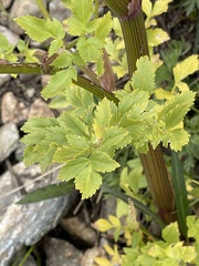 Angelica atropurpurea