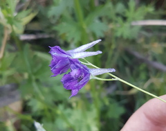 Delphinium
