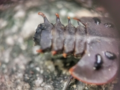 Platerodrilus ruficollis