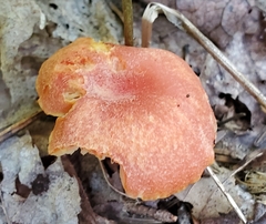 Hygrocybe miniata