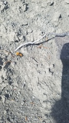 Dasymutilla coccineohirta