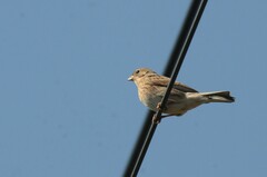 Emberiza leucocephalos