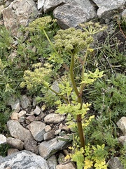 Angelica atropurpurea