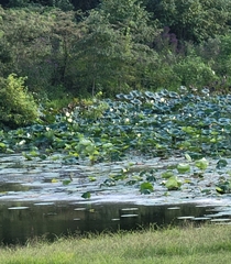 Nelumbo lutea