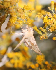 Heliothis phloxiphaga